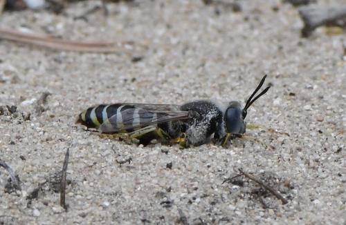 Bembix zonata